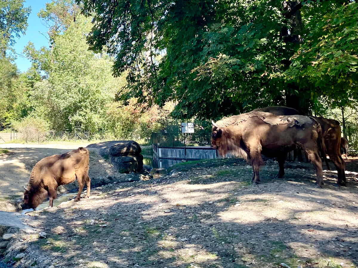 Tierparkにいる動物