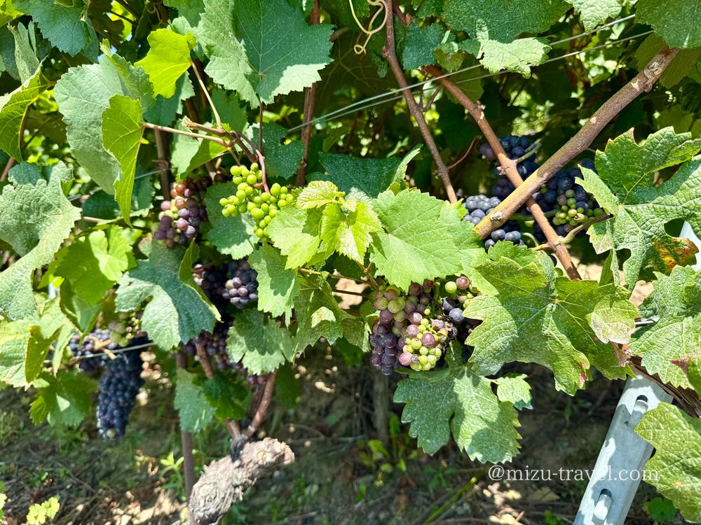 ワインになるブドウ
