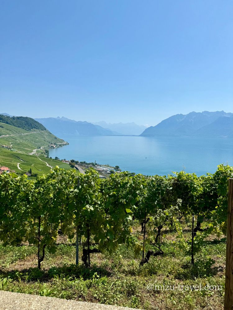 間近で見るブドウ畑