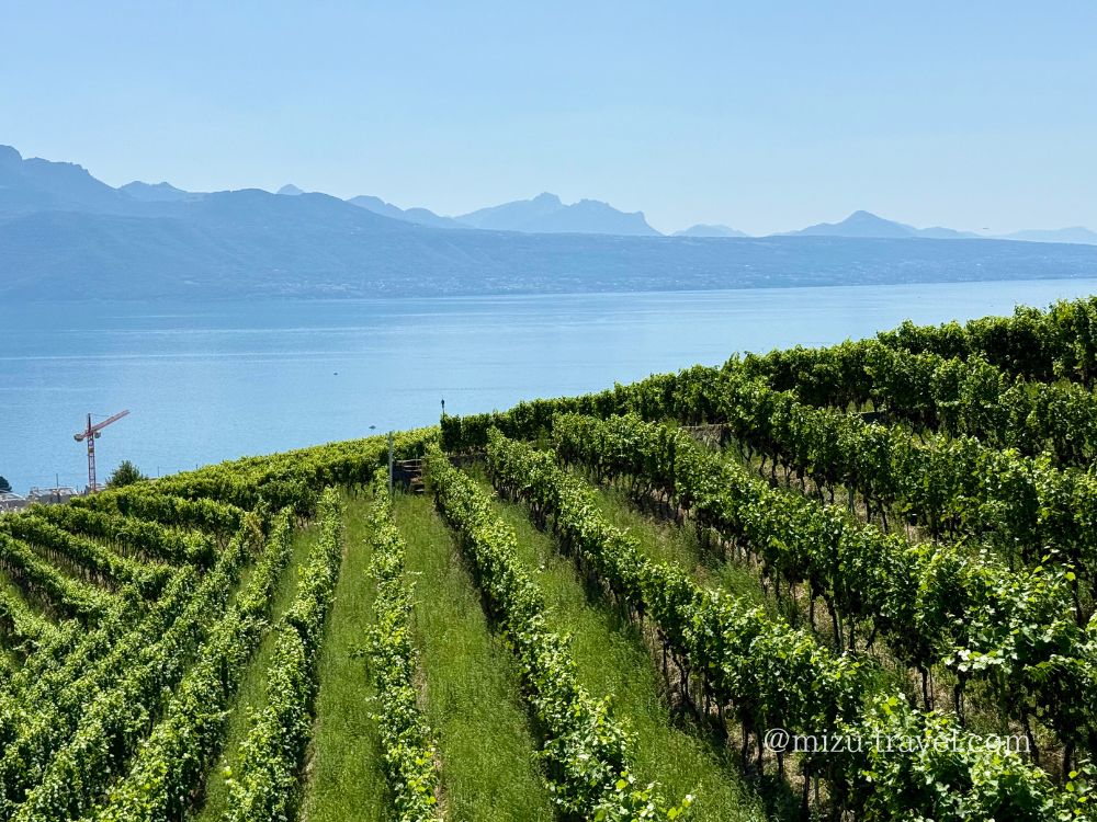 ラヴォー地区のブドウ畑と湖のコントラスト