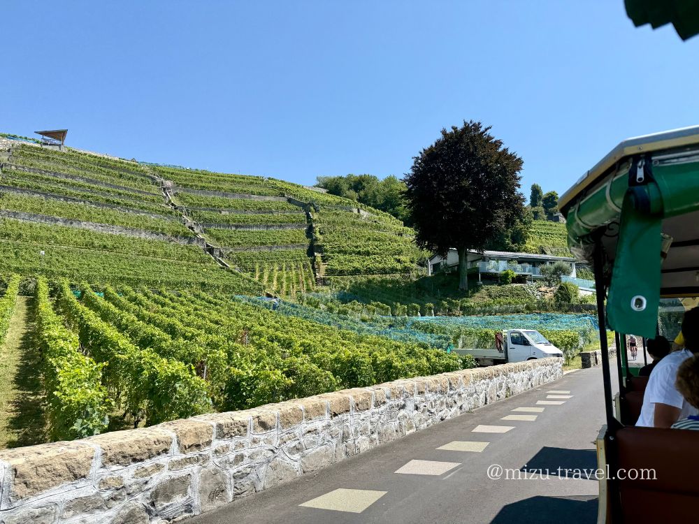 ブドウ畑に到着